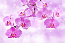Fototapeta Orchidea 24430 - vinylová
